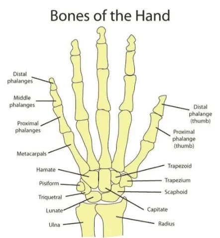Hand Fracture